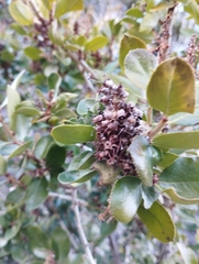 Escallonia illinita
