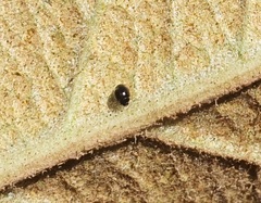 Stethorus gilvifrons