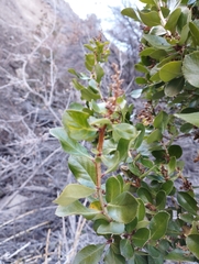 Escallonia illinita