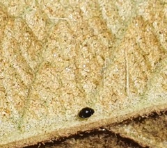 Stethorus gilvifrons