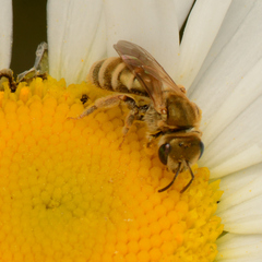 Halictus subauratus