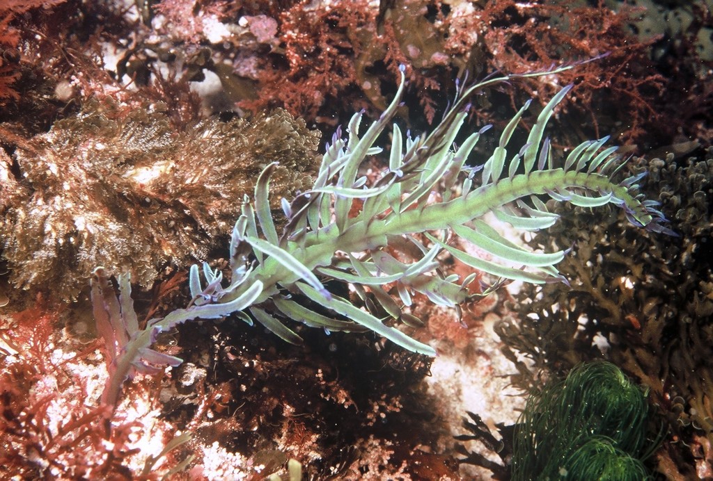 Sarcomenia