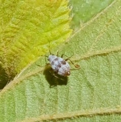 Deraeocoris punctulatus