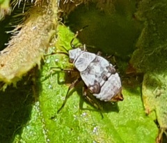 Deraeocoris punctulatus