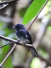 Rhipidura perlata