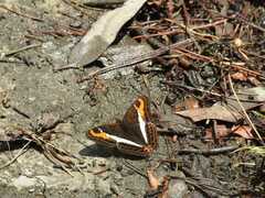 Adelpha corcyra