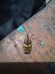 Lepidoptera