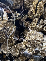 Emplectonema gracile