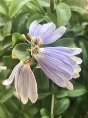 Sclerochiton harveyanus