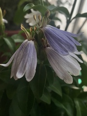 Sclerochiton harveyanus