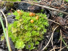 Pleurophascum occidentale