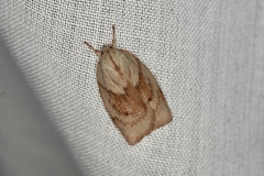 Euchaetis iozona