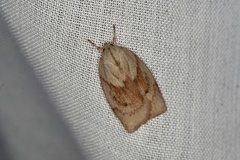Euchaetis iozona