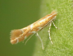 Cremastobombycia solidaginis