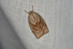 Euchaetis iozona