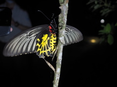 Troides aeacus formosanus