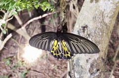 Troides aeacus formosanus