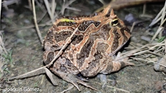 Ceratophrys calcarata