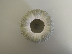 Heliocidaris crassispina