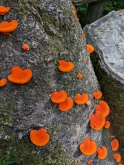 Trametes coccinea