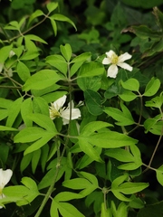 Clematis kirilowii