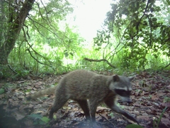 Procyon lotor hernandezii