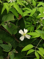 Clematis kirilowii