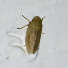Negosiana dualis
