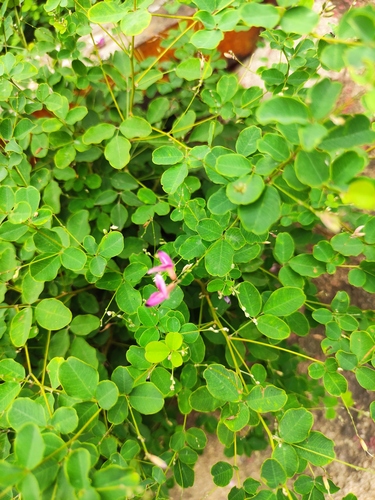 Lespedeza floribunda iNat (1)