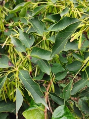 Fraxinus chinensis
