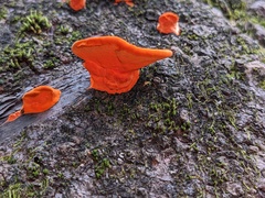 Trametes coccinea