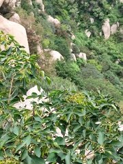 Fraxinus chinensis
