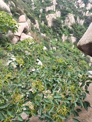 Fraxinus chinensis