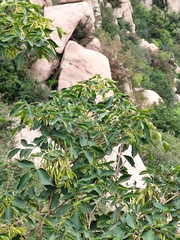 Fraxinus chinensis