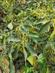 Fraxinus chinensis