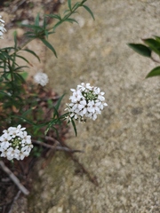 Lysimachia pentapetala