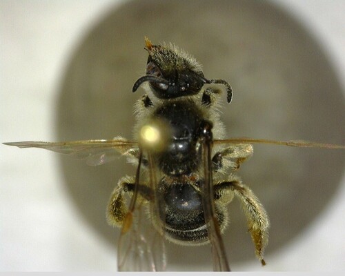 iNaturalist observation photo of Lasioglossum