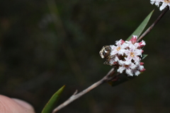 Araneus albotriangulus