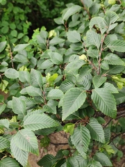 Carpinus turczaninovii