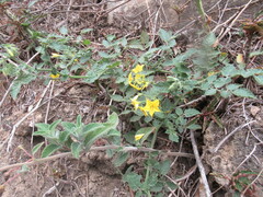 Solanum habrochaites