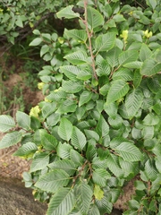 Carpinus turczaninovii