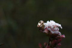 Araneus albotriangulus