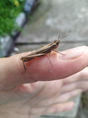 Euchorthippus pulvinatus