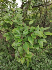 Carpinus turczaninovii