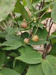 Euonymus oxyphyllus