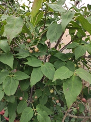 Euonymus oxyphyllus