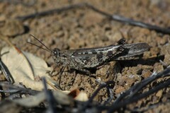 Schistocerca literosa