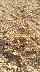 Sphingonotus savignyi