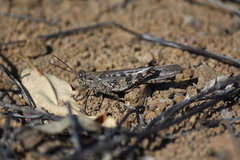 Schistocerca literosa