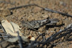 Schistocerca literosa